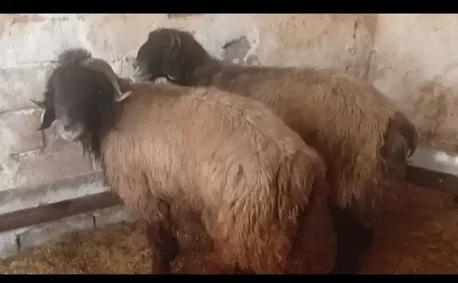 نرمیش|حیوانات مزرعه|گتوند, |دیوار