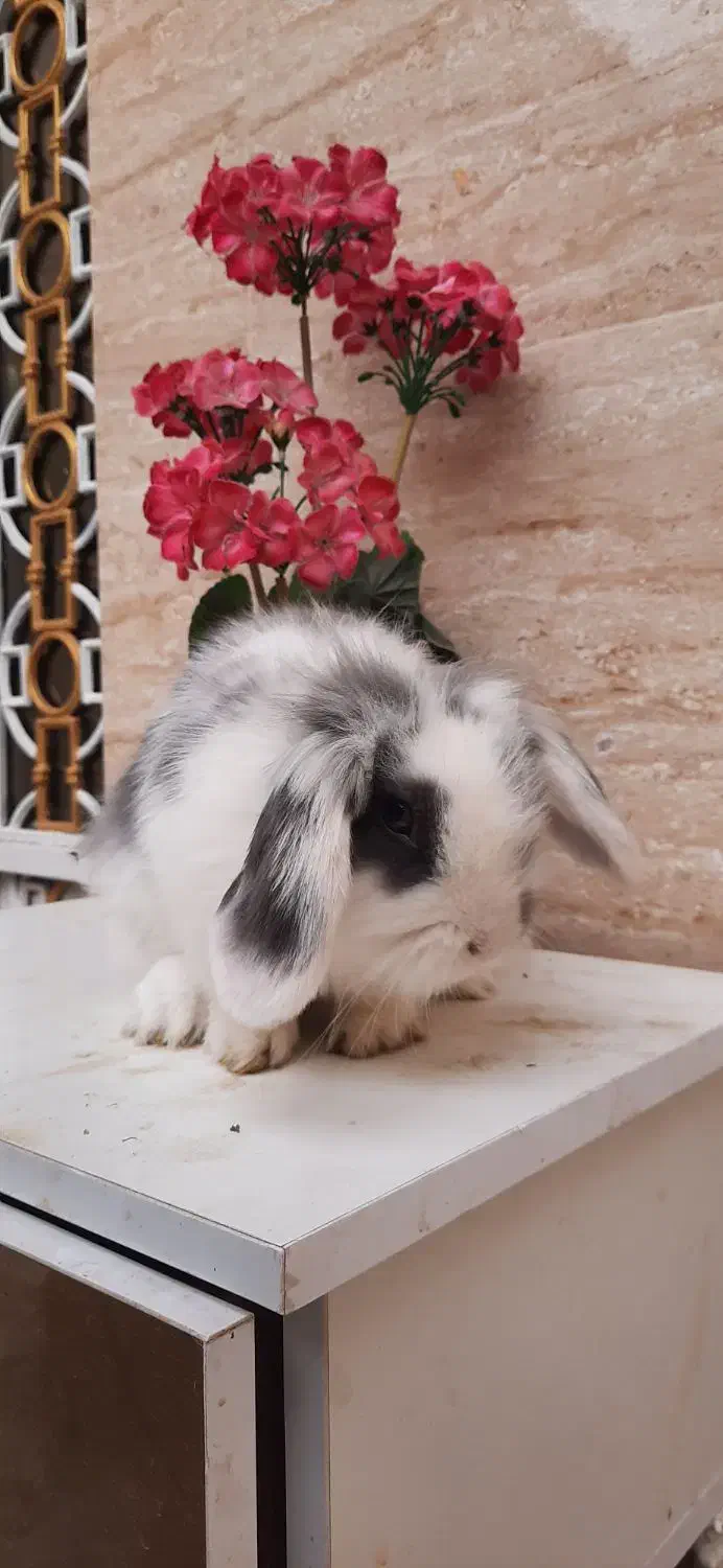 خرگوش مینی لوپ اصل|موش و خرگوش|قرچک, صالح آباد|دیوار