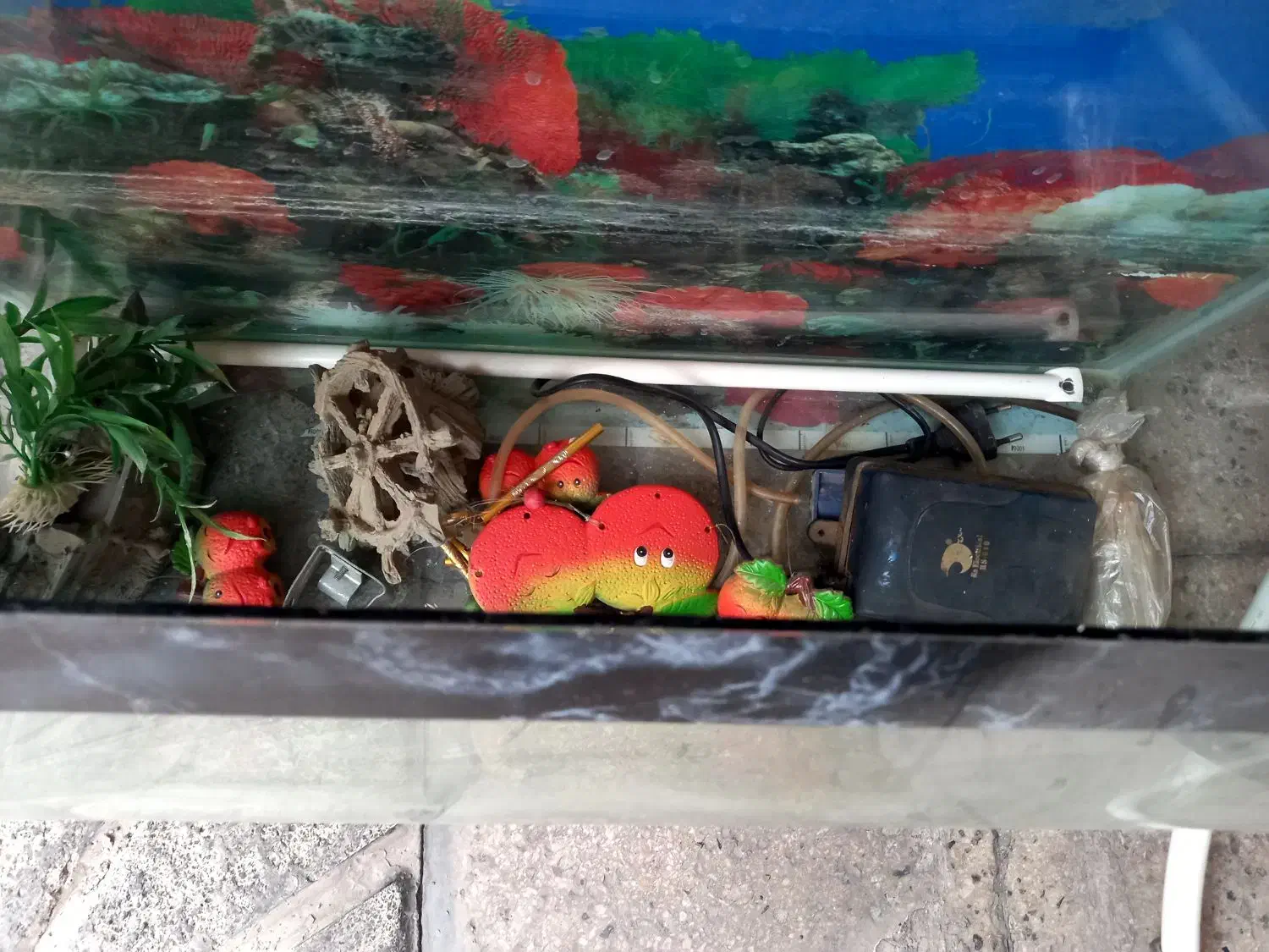 آکواریوم مورب|ماهی|مشهد, تربیت (صدف)|دیوار