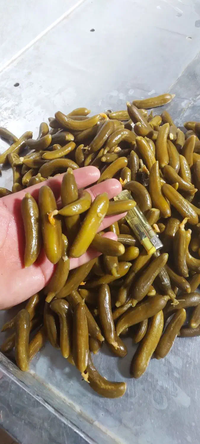 خیارشور|عمده‌فروشی|کبودرآهنگ, |دیوار