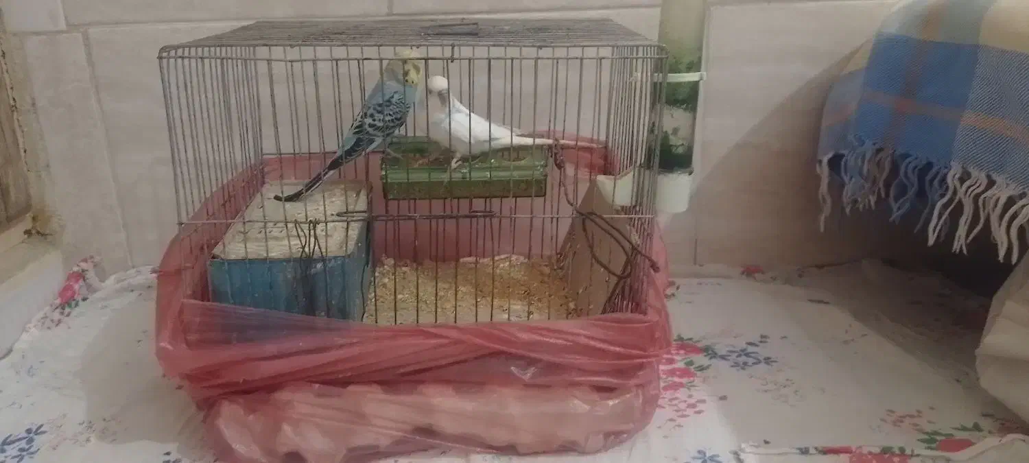 یک جفت مرغ عشق|پرنده|لوشان, |دیوار