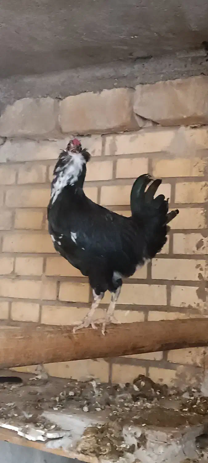 خروس گلین|حیوانات مزرعه|شیراز, گویم|دیوار