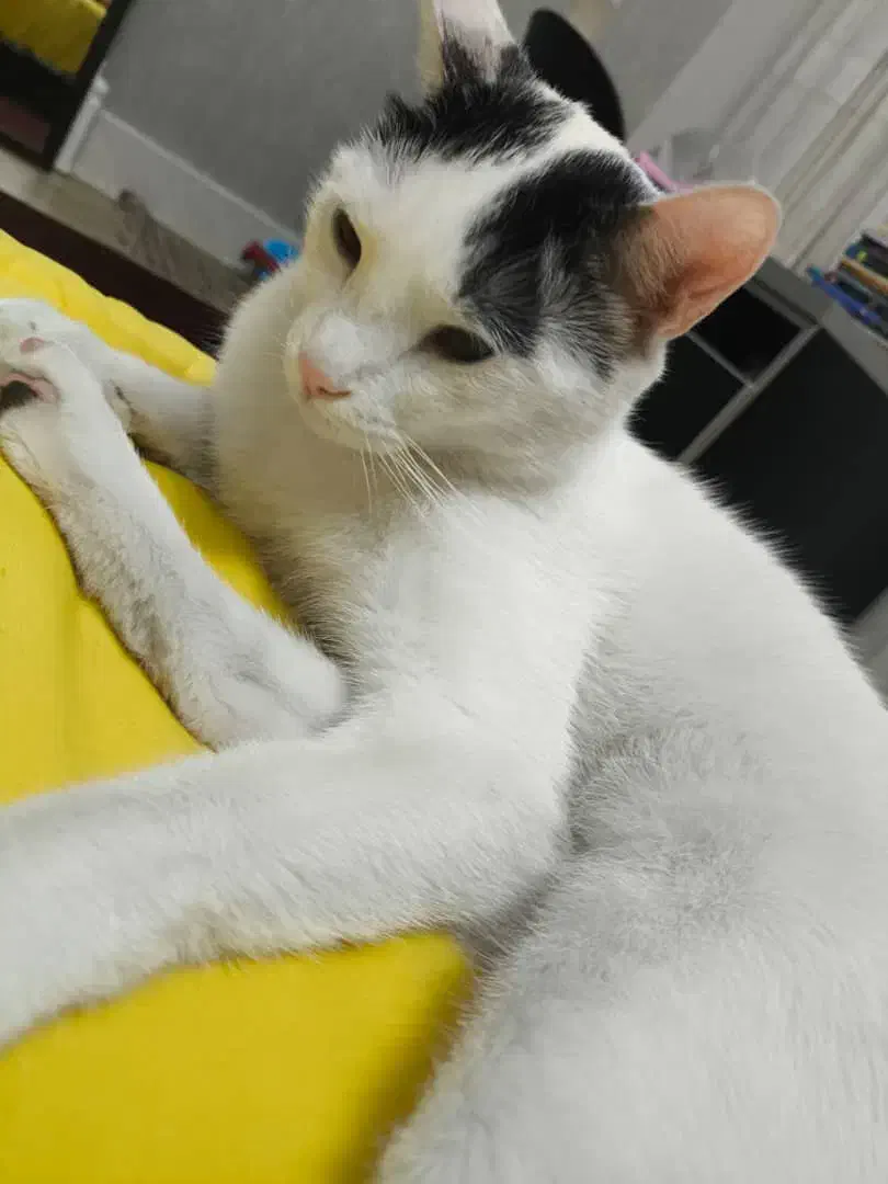 گربه رایگان|گربه|کرج, مهرویلا شمالی|دیوار