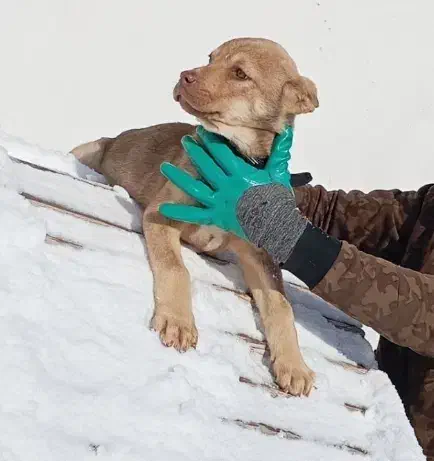 بیتبول|سگ|هشترود, |دیوار