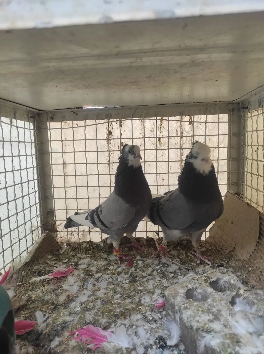 کبوتر شازده سبز عالی|پرنده|تهران, کیانشهر|دیوار