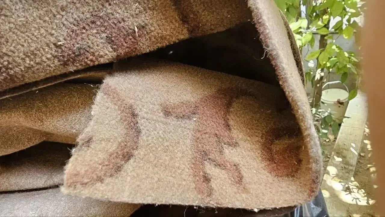 موکت درحدنو|موکت|اصفهان, سنبلستان|دیوار