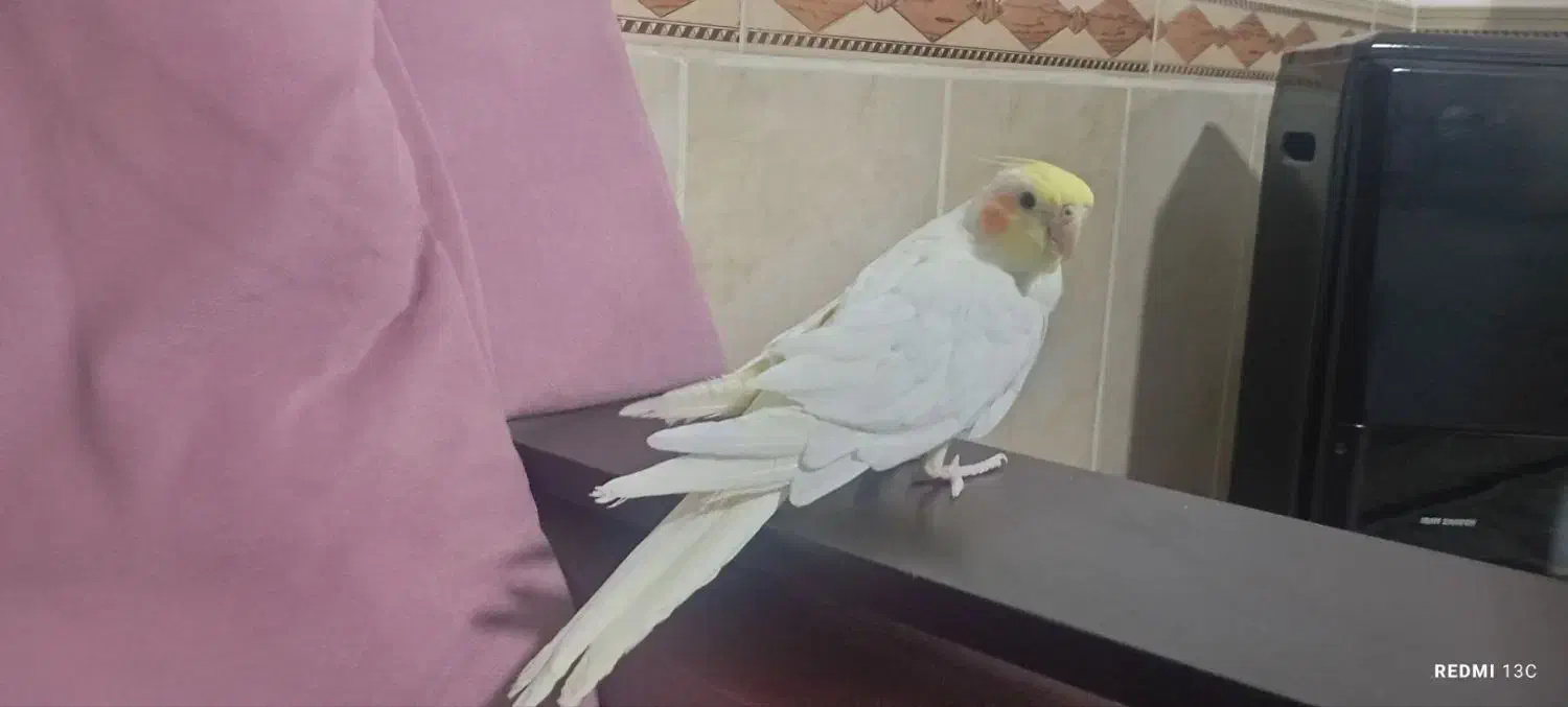 سرگرمی و فراقت|پرنده|آشخانه, |دیوار