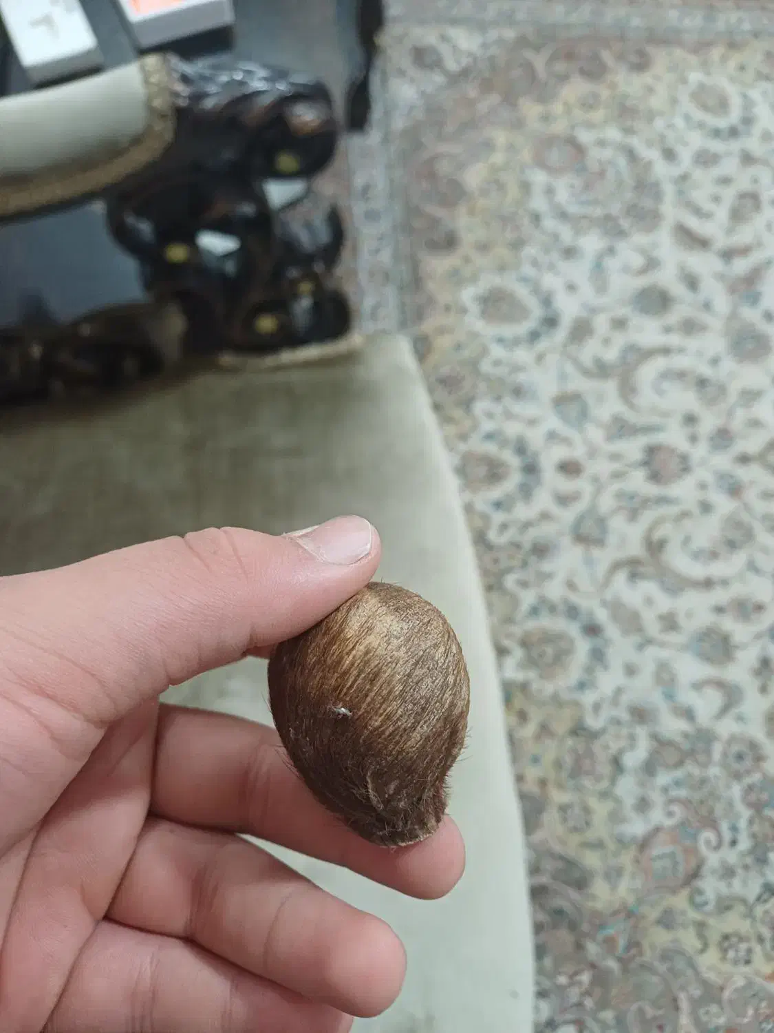 مشگه اهو|آرایشی، بهداشتی، درمانی|دامغان, |دیوار