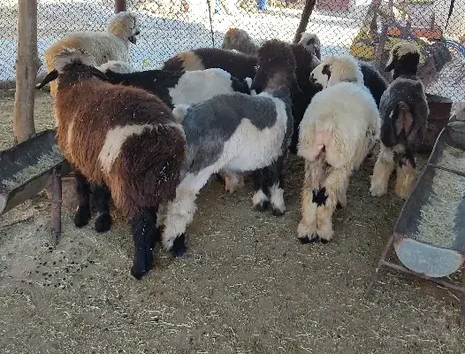 بره لری|حیوانات مزرعه|مسجد سلیمان, |دیوار