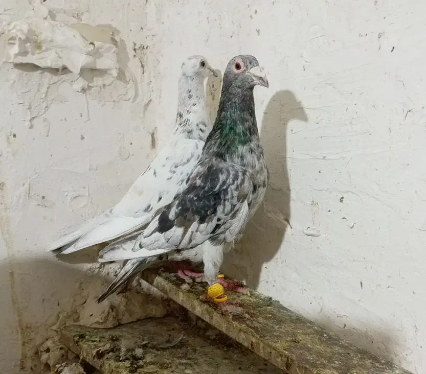 جفتی|پرنده|دشتابی, |دیوار