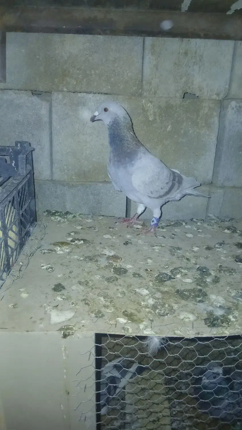 پرنده|پرنده|لار, |دیوار