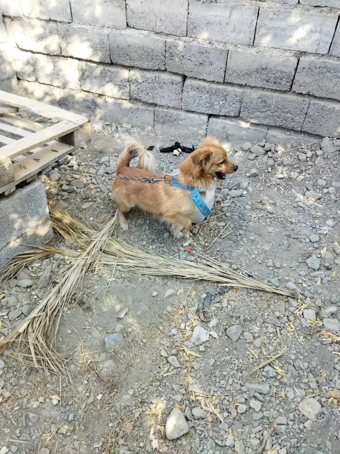 سلام فروش سگ باهوش|سگ|جیرفت, |دیوار