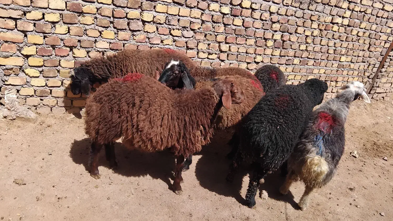 بره نر و ماده|حیوانات مزرعه|هشتگرد, هشتگرد قدیم|دیوار