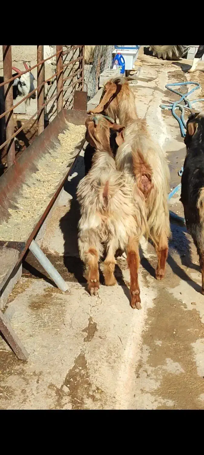 بز کهره دار|حیوانات مزرعه|بهبهان, |دیوار