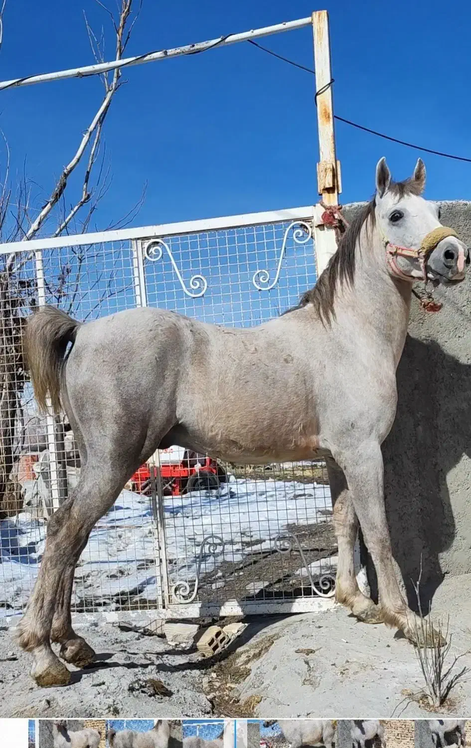 اسب|اسب و تجهیزات اسب‌سواری|ازنا, |دیوار