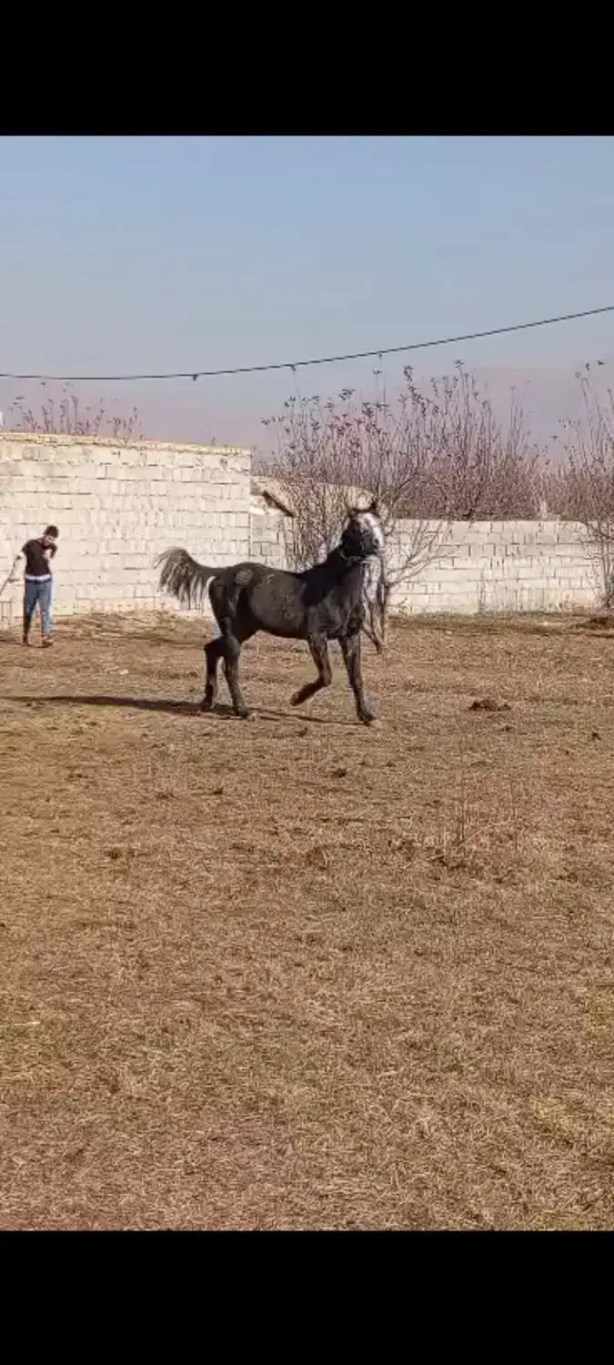 اسب اخته اصل کوردی ۷ساله|اسب و تجهیزات اسب‌سواری|سیلوانه, |دیوار