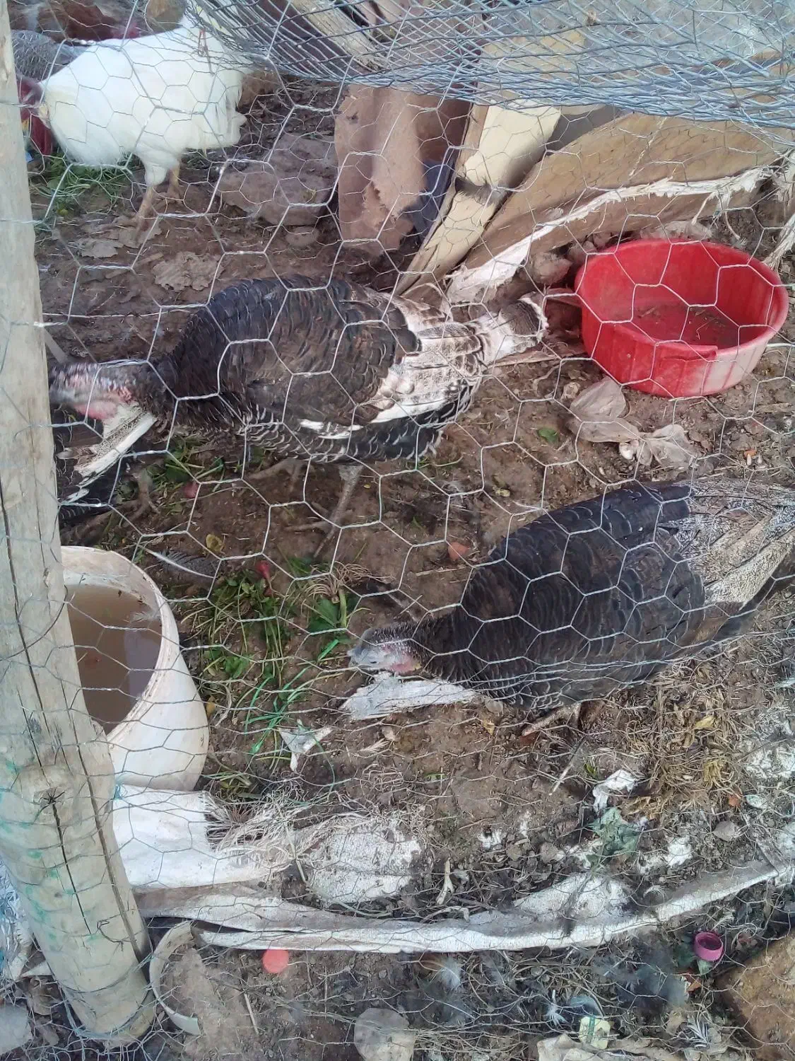 بوقلمون محلی وبومی|حیوانات مزرعه|قیدار, |دیوار