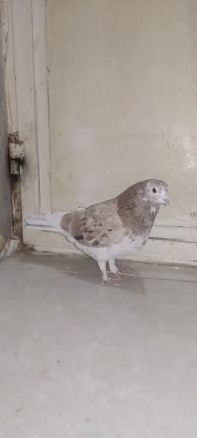 کبوتر سرور|پرنده|زابل, |دیوار