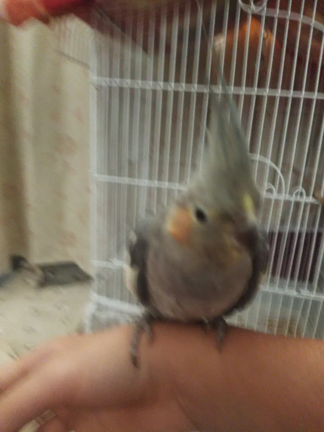 واگذار عروس هلندی|پرنده|مشگین شهر, |دیوار