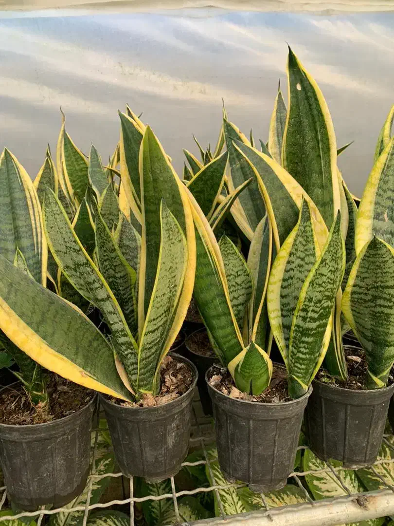 خاک گل تقویتی گل و گلخانه|گل و گیاه طبیعی|سبزوار, جوادیه شرقی|دیوار