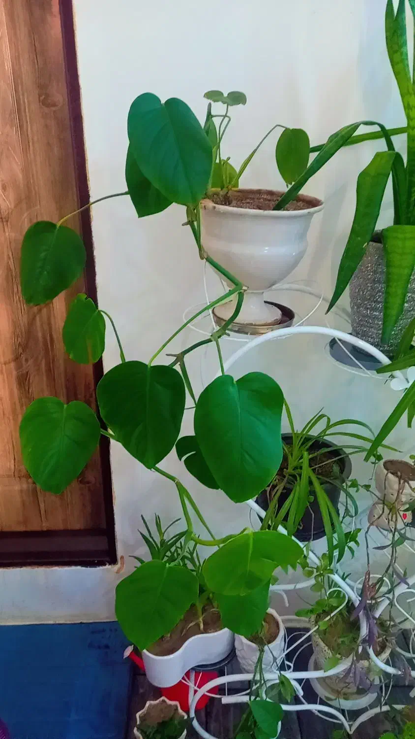 استند با گل و گلدان|گل و گیاه طبیعی|تبریز, |دیوار