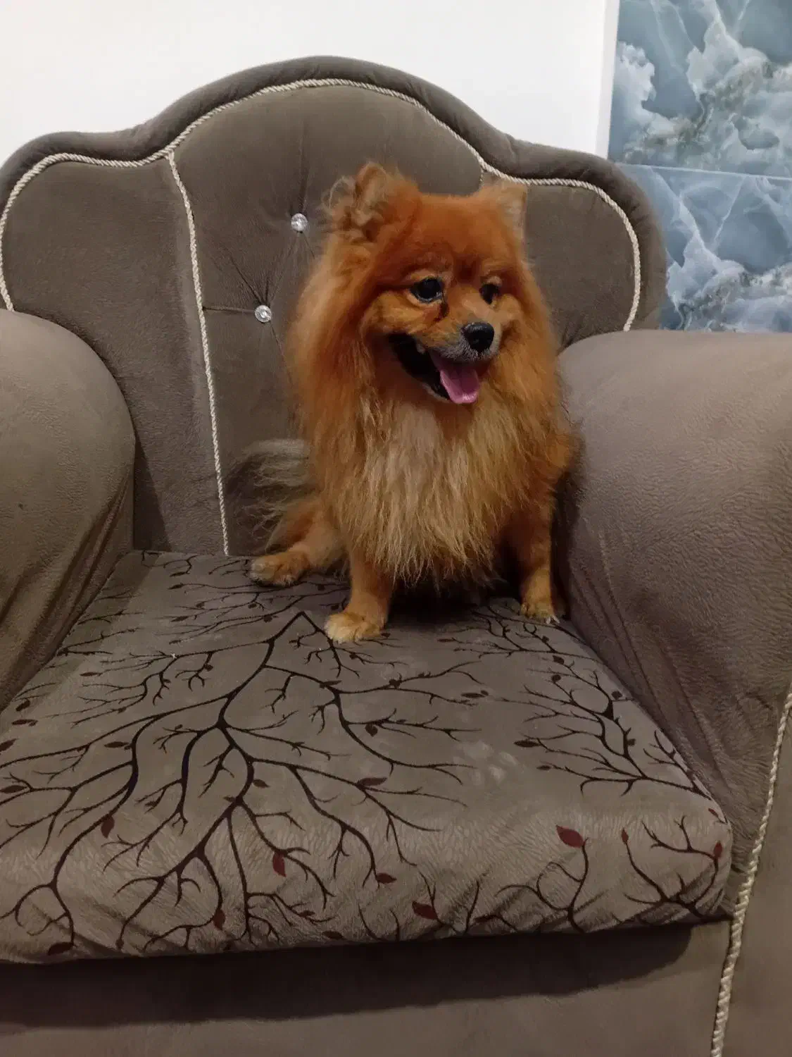 واگذاری سگ پامر یا پامرین نر|سگ|آکند, |دیوار