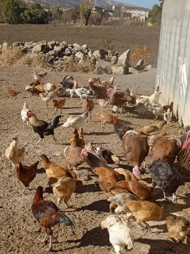 مرغ و خروس محلی|حیوانات مزرعه|بانه, |دیوار