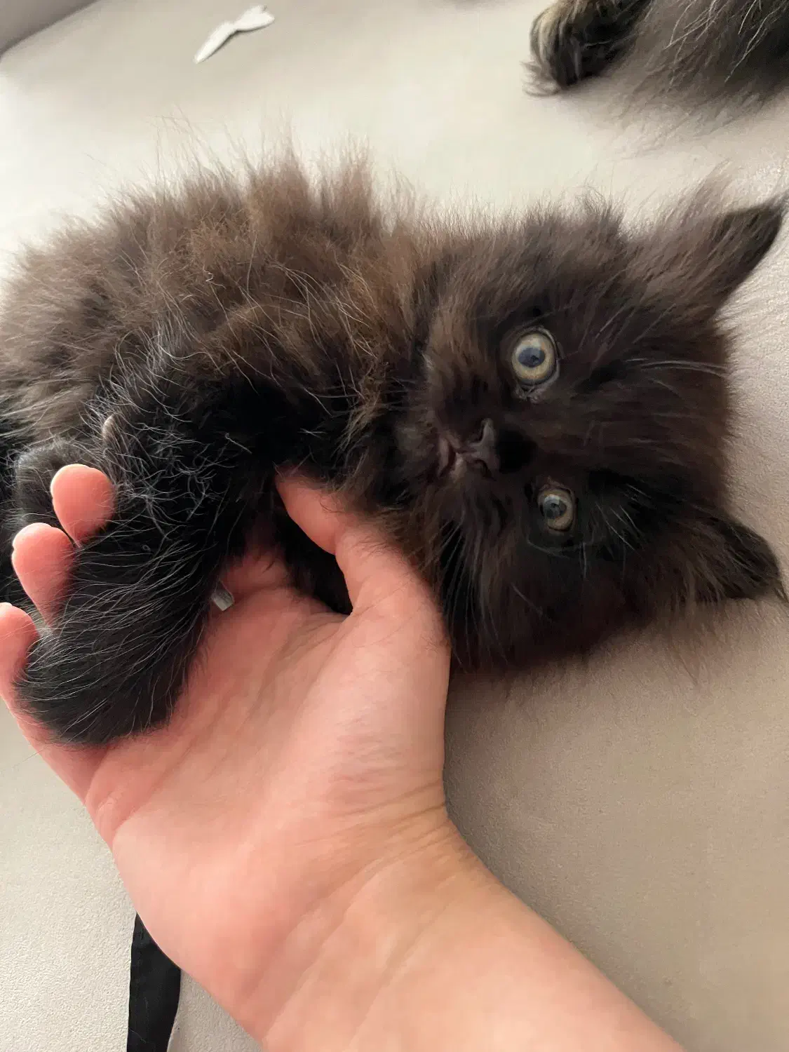 واگذاری گربه پرشین|گربه|گنبد کاووس, |دیوار