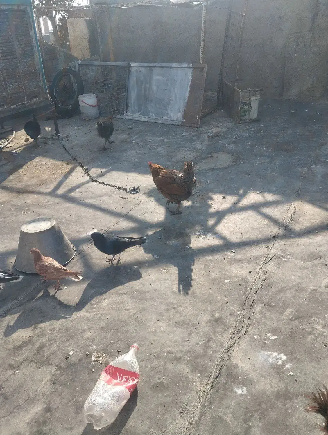 مرغ خروس محلی|حیوانات مزرعه|چهاردانگه (تهران), |دیوار