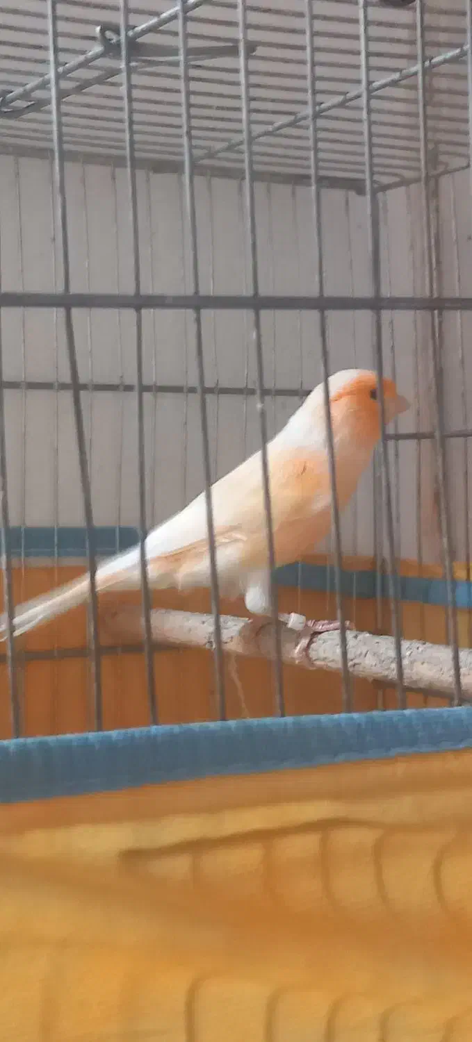 فروش دوجفت قناری|پرنده|مرودشت, نقش رستم|دیوار