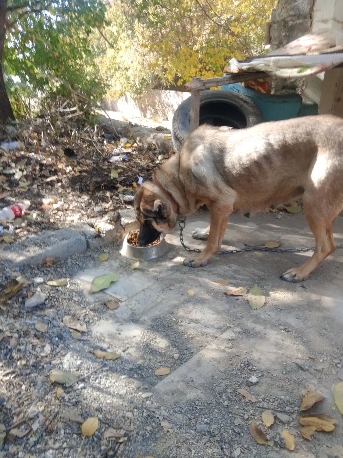 سگ سرابی ماده اصیل|سگ|رودهن, |دیوار