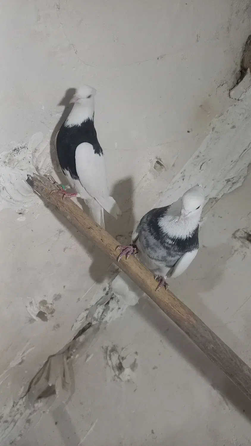 کبوتر طوقی|پرنده|بن, |دیوار