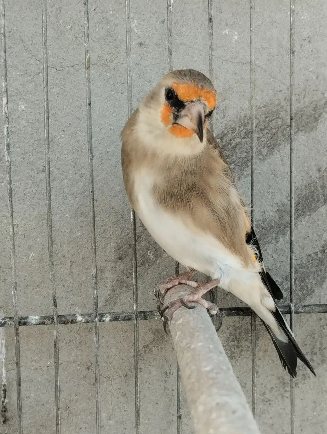 سهره دورگ برگوش سفید اصیل نقش جوجه زاغ|پرنده|شیراز, رکنآباد|دیوار