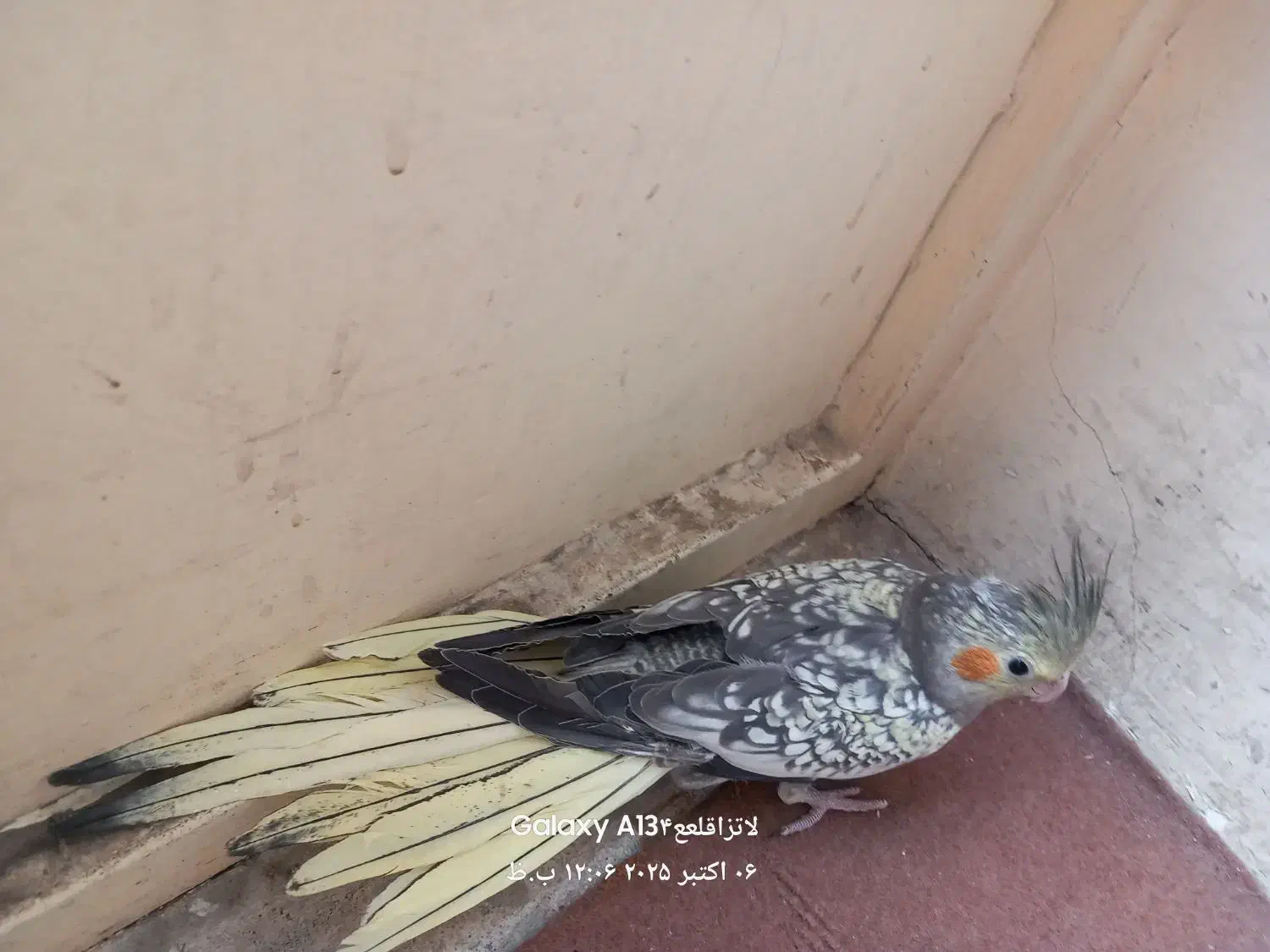 عروس هلندی ماده ۲ ماهه|پرنده|شیراز, آبیاری|دیوار
