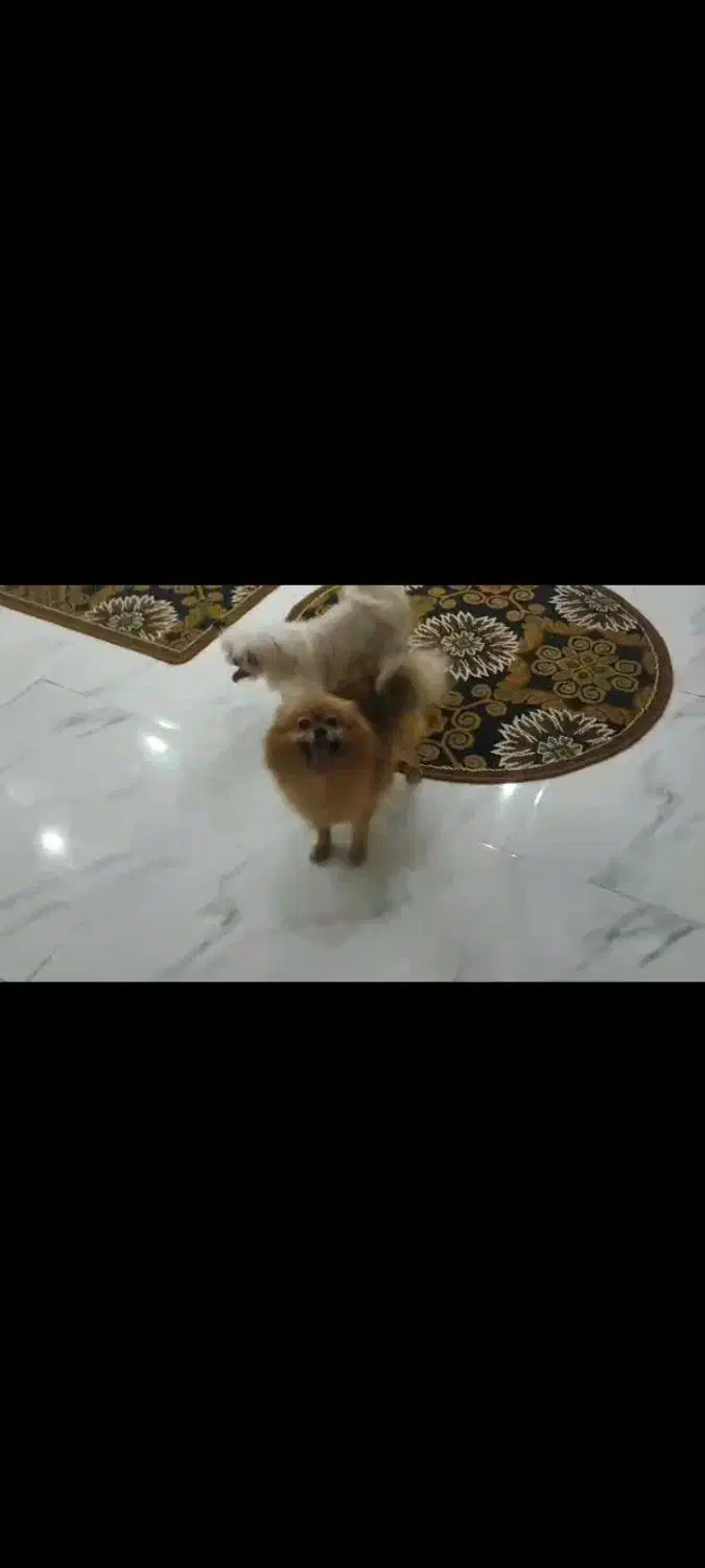 پامرعروسکی|سگ|بابل, |دیوار