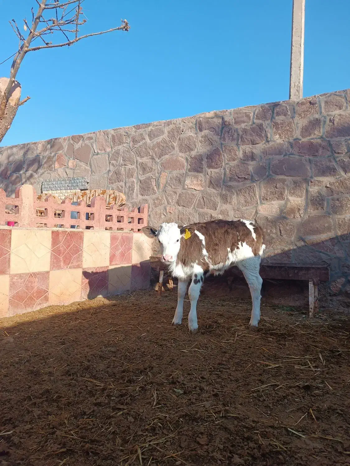 گاو شیری سیمینتال با گوساله|حیوانات مزرعه|چناران, |دیوار