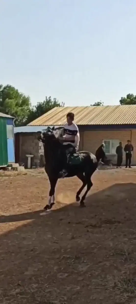 اسب|اسب و تجهیزات اسب‌سواری|ویلکیج, |دیوار