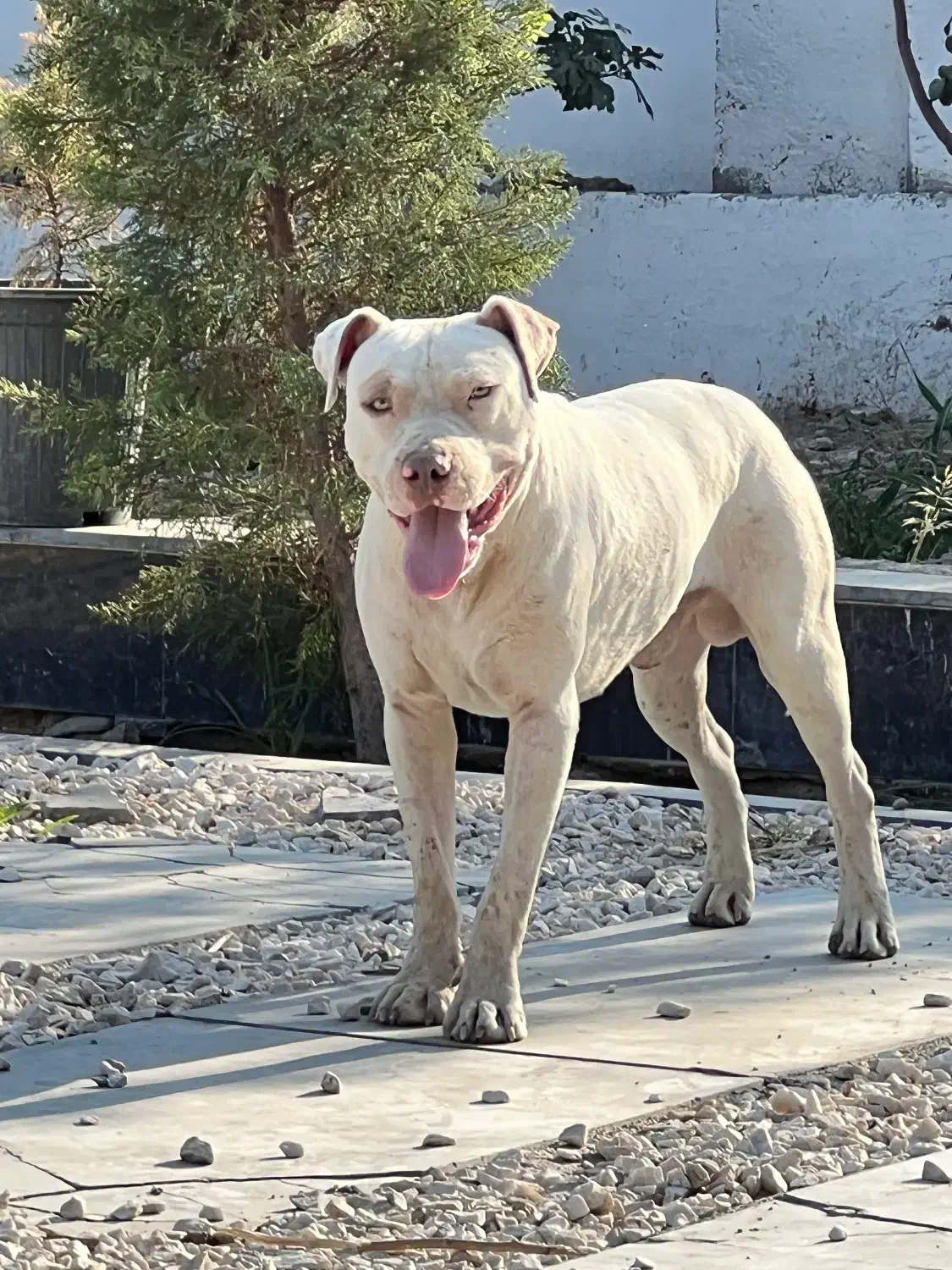 پیتبول فقط جهت کشش|سگ|شهریار, ابراهیمآباد|دیوار