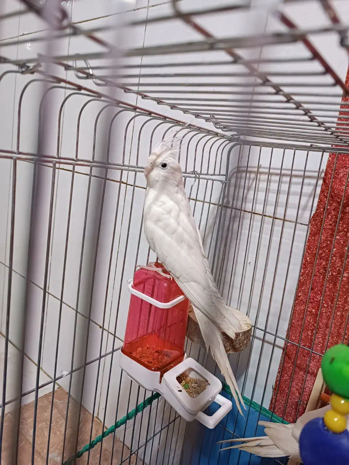 عروس هلندی نر|پرنده|بندرعباس, |دیوار