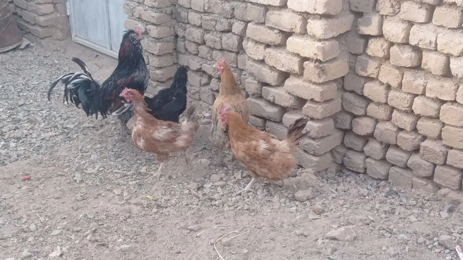 مرغ و خروس جوان|حیوانات مزرعه|تربتحیدریه, پائین ولایت|دیوار