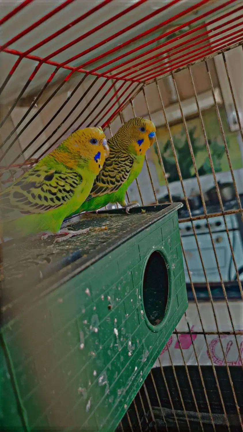 مرغ عشق با قفص|پرنده|خرمشهر, |دیوار