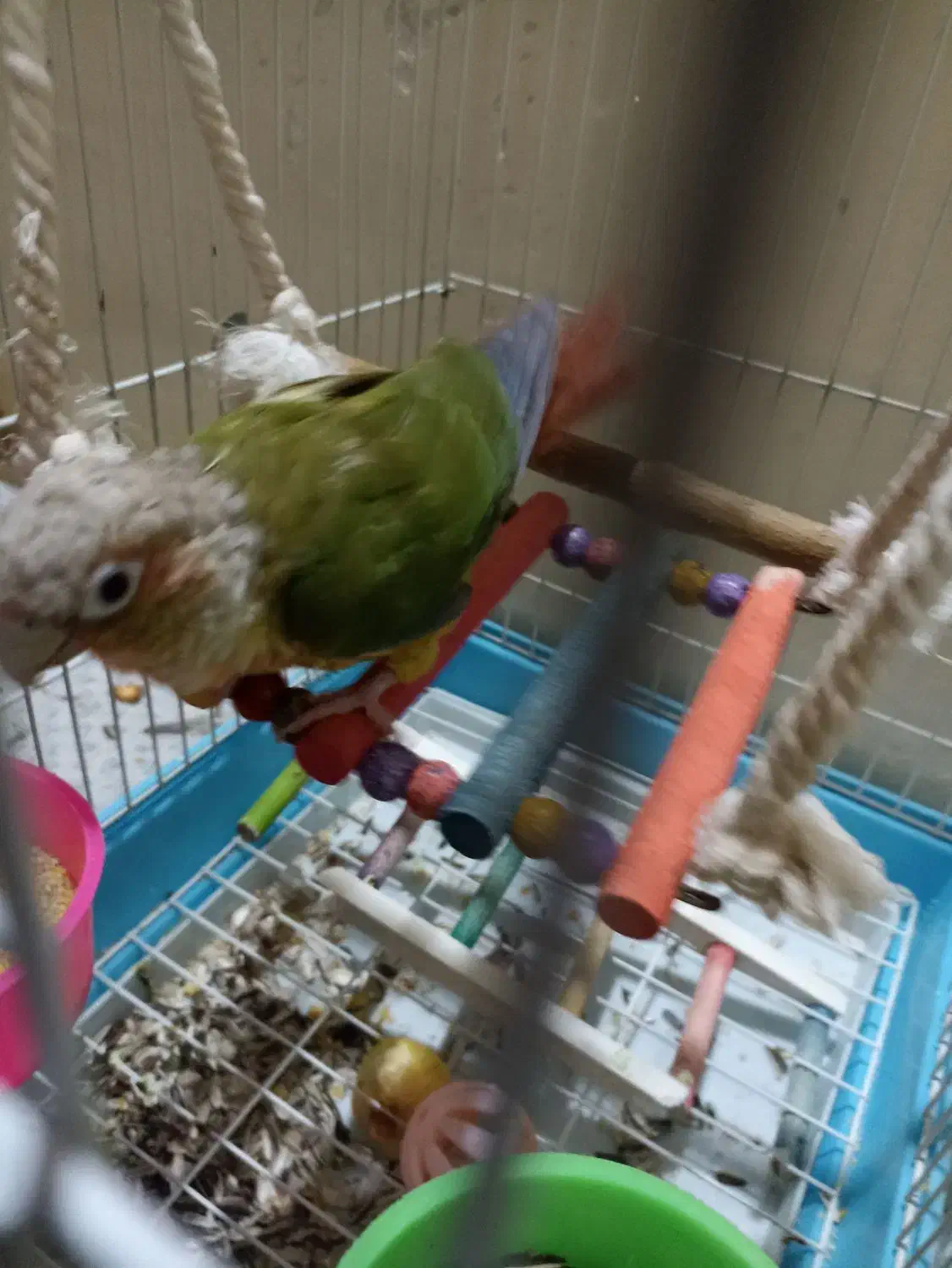 گرینچیک|پرنده|تربت‌حیدریه, منظر|دیوار