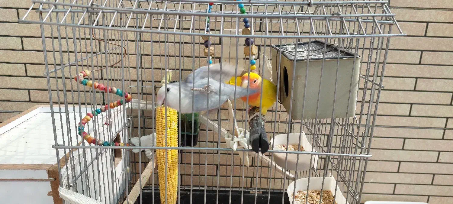 طوطی برزیلی جفت با لوازم|پرنده|امیدیه, |دیوار