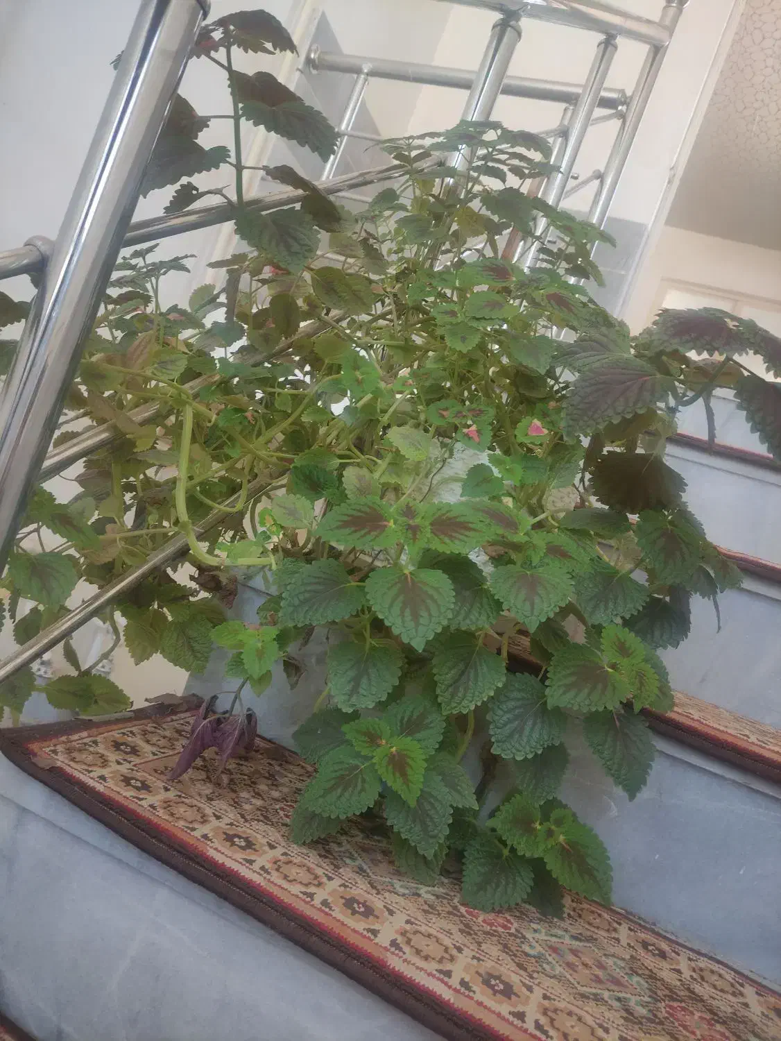 فروش گل|گل و گیاه طبیعی|یزد, |دیوار