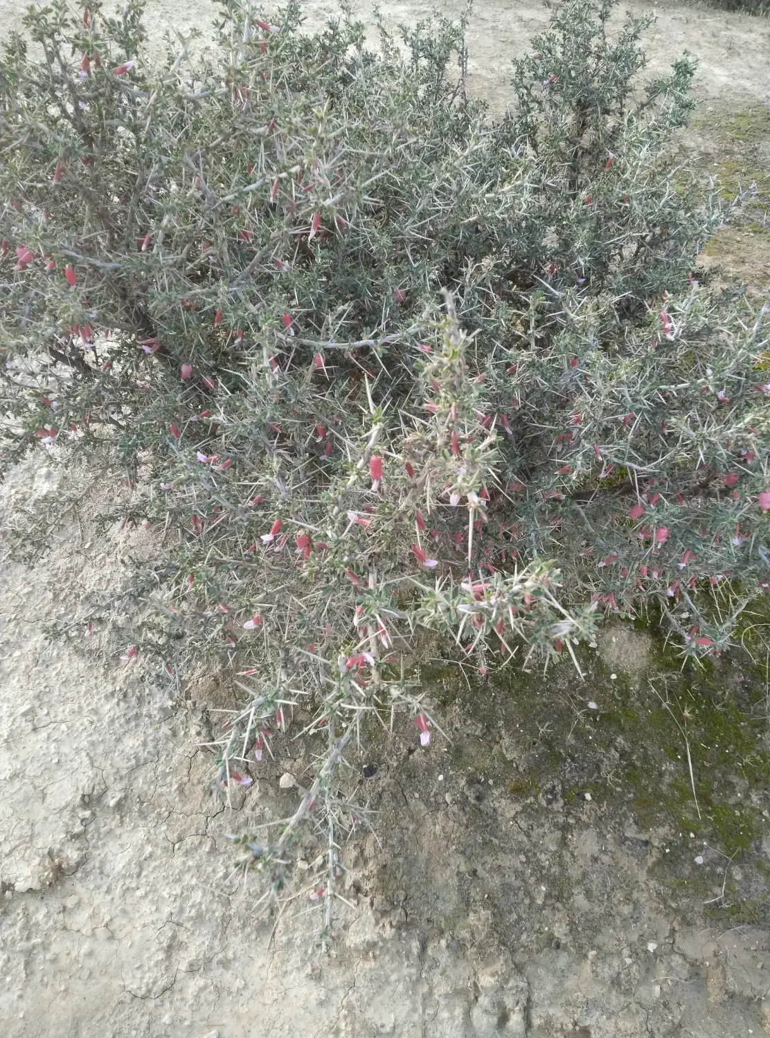 جوو|لوازم جانبی حیوانات|دلبران, |دیوار