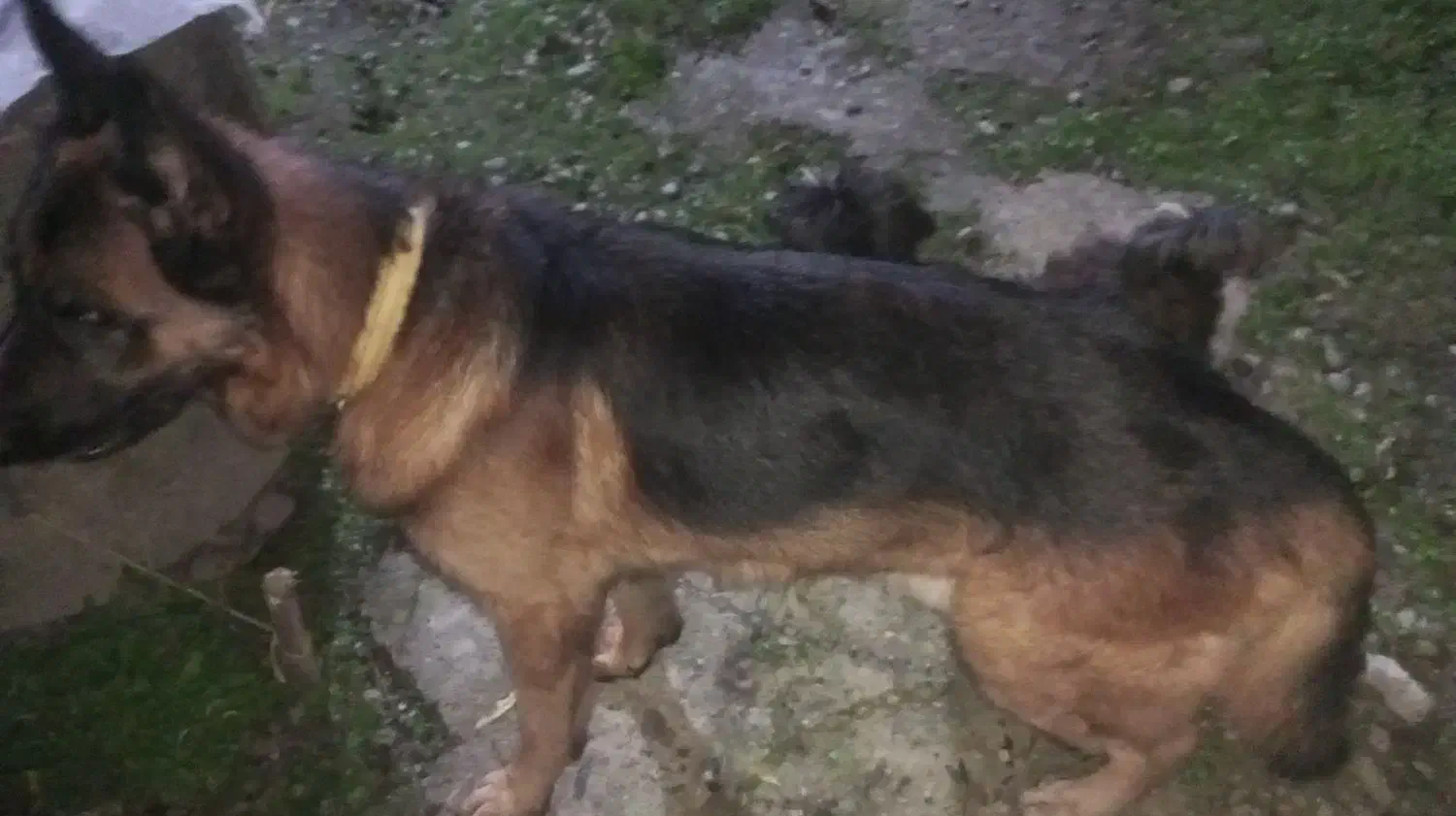 ژرمن جوان|سگ|رشت, پیرکلاچای|دیوار