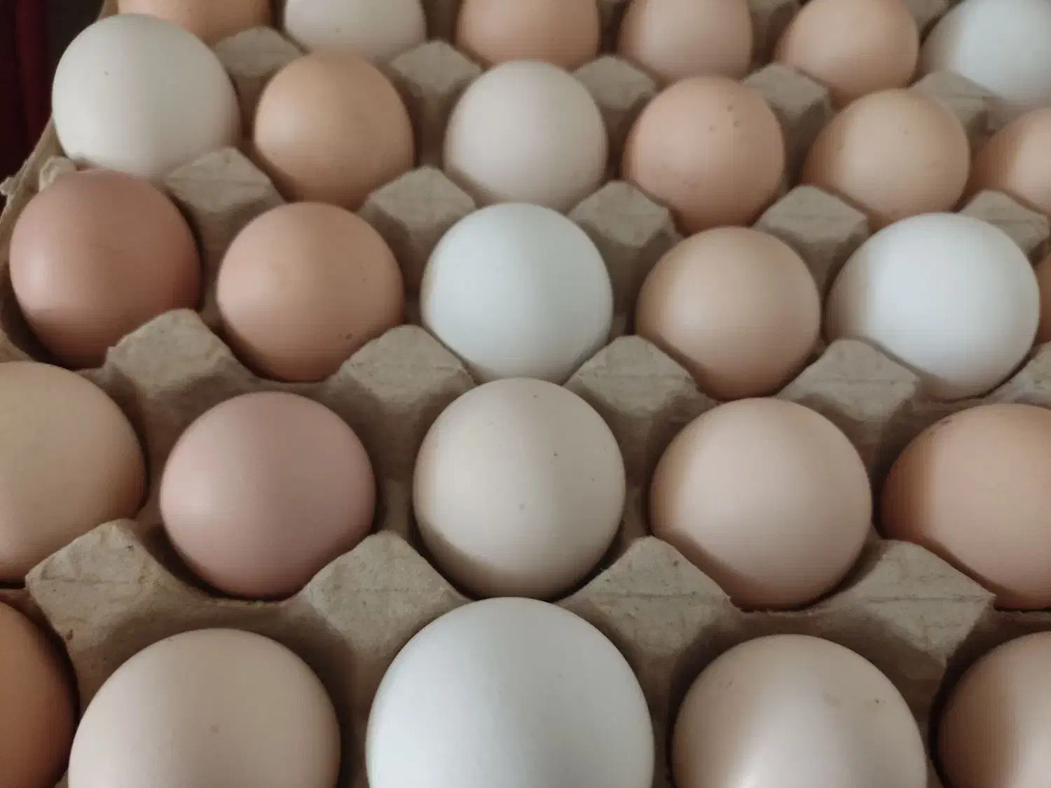 تخم مرغ خانگی نطفه دار|خوردنی و آشامیدنی|مبارکه, |دیوار