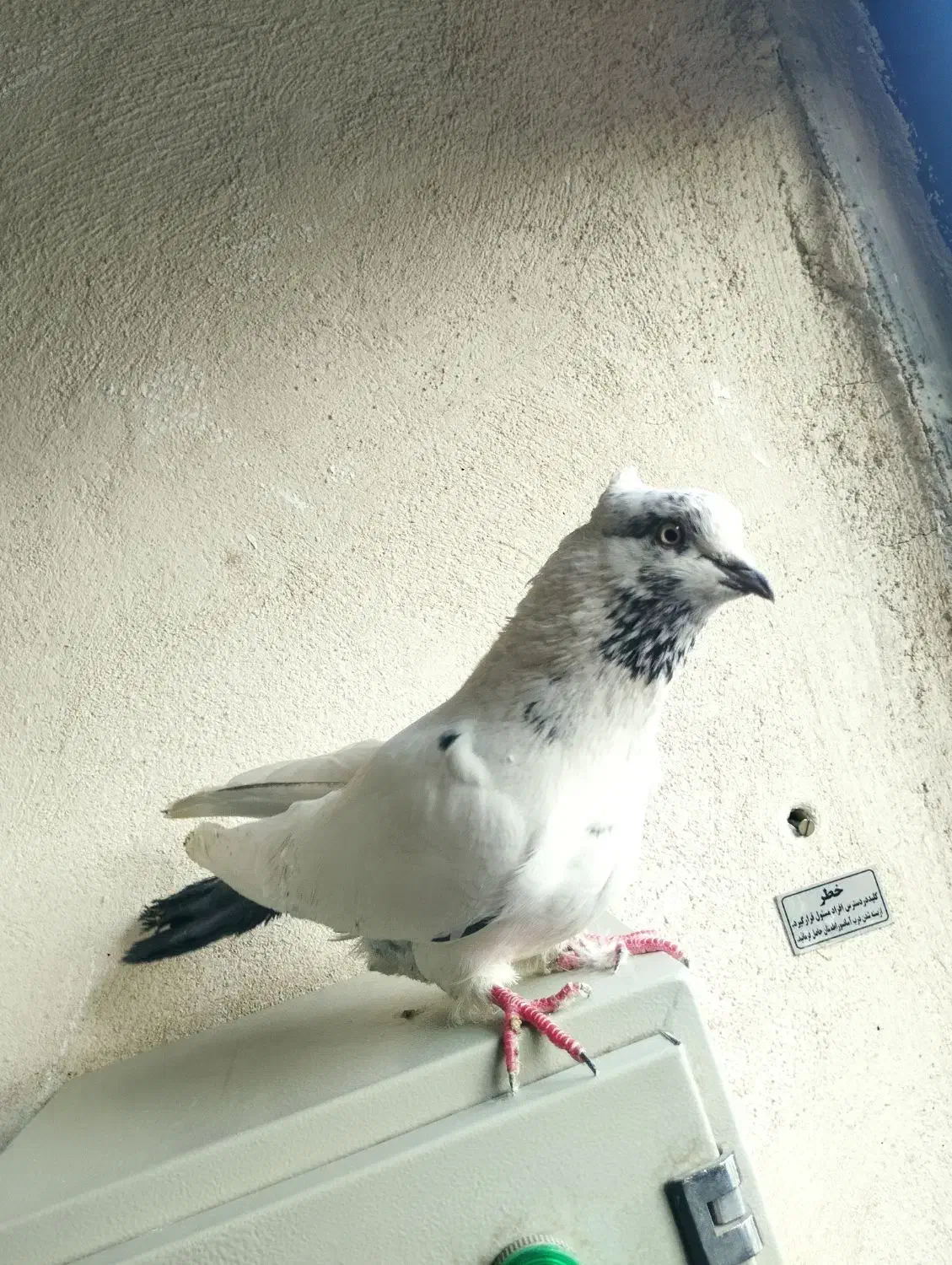 کفتر پرشی|پرنده|تهران, بهمن یار|دیوار