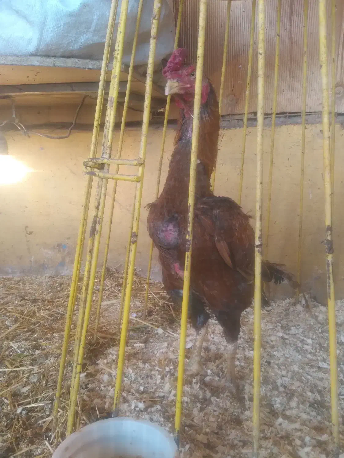 مرغ و خروس لاری|حیوانات مزرعه|کوهسار (البرز), |دیوار