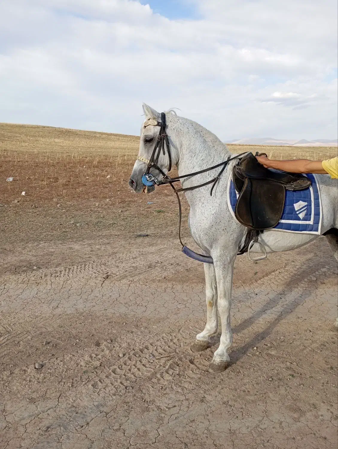 اسب نره شش ساله|اسب و تجهیزات اسب‌سواری|ورزقان, |دیوار